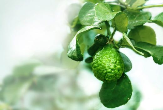 Bergamot – Benefits And Uses