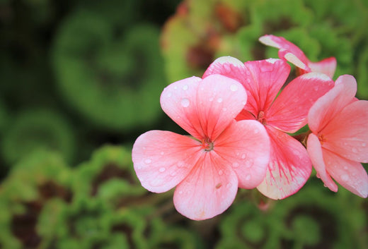 Geranium – Benefits And Uses