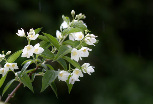 Jasmine – Benefits And Uses