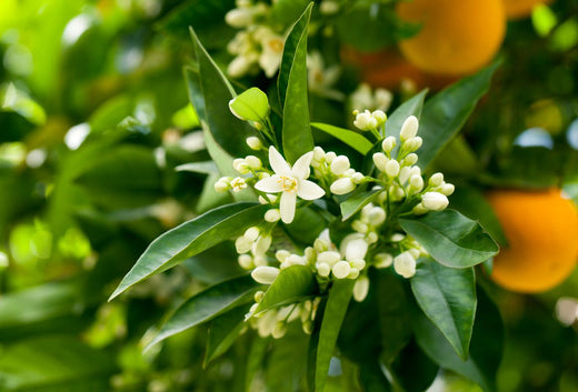 Neroli – Benefits And Uses