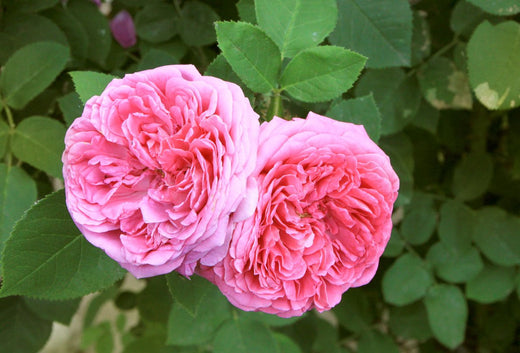 Rose – Benefits And Uses