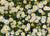 Chamomile Roman - Benefits & Uses